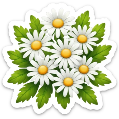 cluster of white daisies with yellow centers and green leaves, smooth and glossy look, transparent background sticker