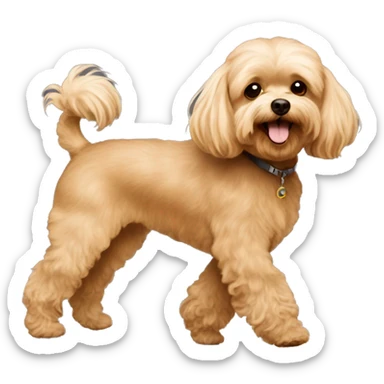 Brown Maltipoo walk with blonde skinny girl with long hair sticker