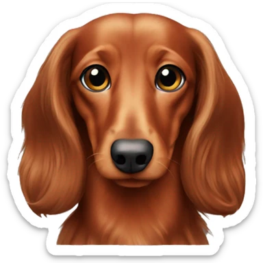Red miniature long haired dachshund  sticker