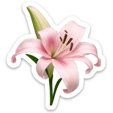 light pink lilium sticker