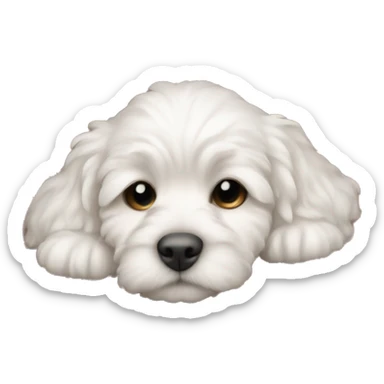 White cute cockapoo puppy sleep in blanket sticker