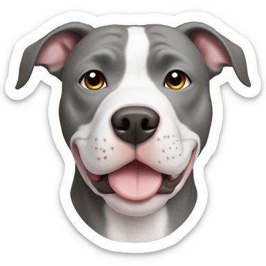 Grey pitbull with white chest sticker