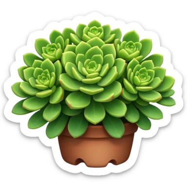 Sedum Pachyphyllum sticker