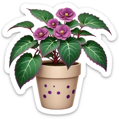 Begonia Rex plant in beige pot with only foliage, no flowers. Each leaf has dark green color, purple edges, white spots in middle, and clear spiral pattern at center where leaf grows sticker