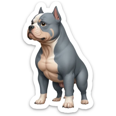 American bully cinza-azulado sticker