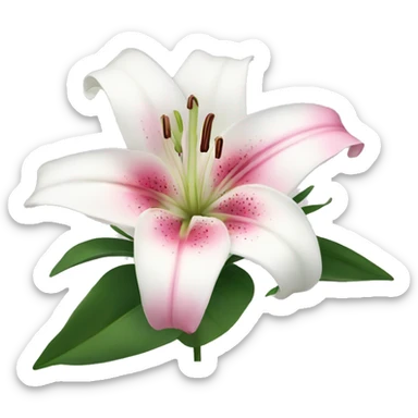 cute white and pink lily flower  sticker