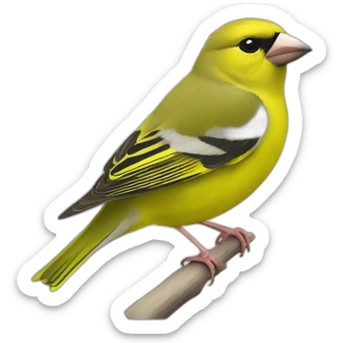 Greenfinch sticker