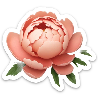 Salmon color Peony flower sticker