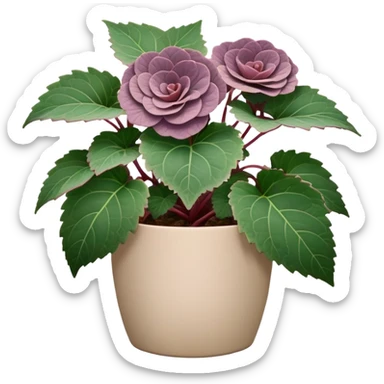Begonia Rex with greenish-purple spiral leaves in a beige pot sticker