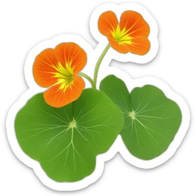 nasturtium sticker