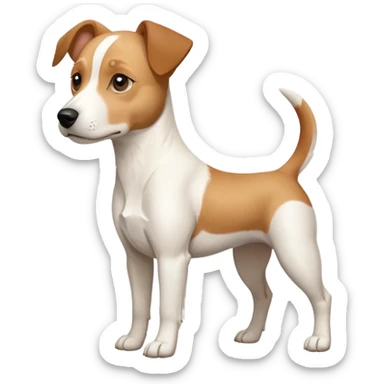 a full body facing front on of a buff white beagle cross jack russell terrier looking dog the size of a kelpie with light brown long ears resting on its face and a light brown patch above one eye and a large snout. the rest of the dog is completely white.  sticker