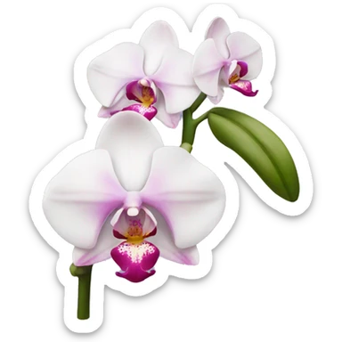 white & Pink orchid sticker