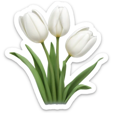 White tulips sticker