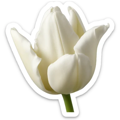 Tulipán blanco sticker