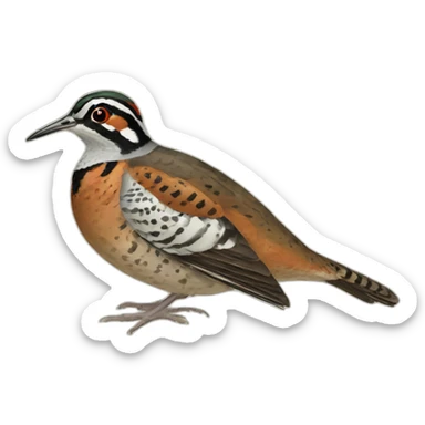 woodcock sticker