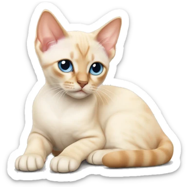 Flame point Siamese kitten laying sticker