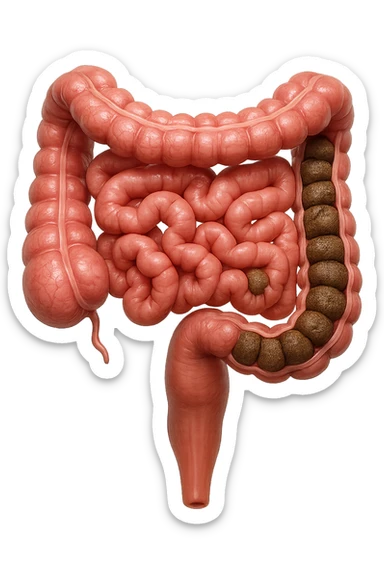 intestino umano anatomico con feci a palline bloccate nel colon, stipsi, iperrealistico 4k sticker
