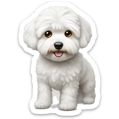 White maltipoo sticker