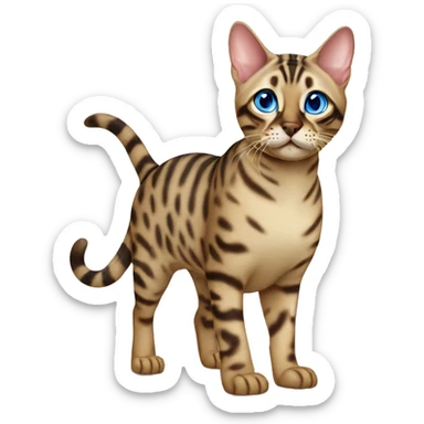 Seal Bengal cat with Blue eyes standing sticker