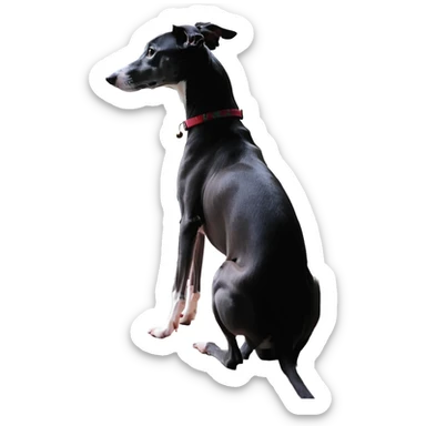 Slim Chinese girl with long black hair and her completely solid grey Italian greyhound looking out a window together on a snowy day, the dog has absolutely no white markings anywhere, completely uniform grey color throughout sticker