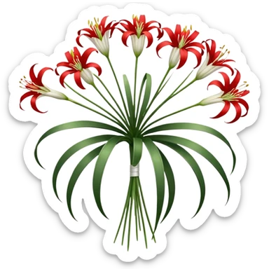 Bouquet of spider lilies ￼ sticker
