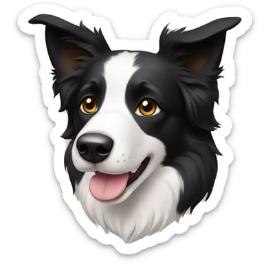 A cute Border Collie with black ears, only has black and white hair sticker