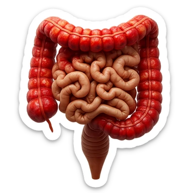 intestino umano anatomico realistico con gonfiori e rossori sul colon iperrealistico 4k sticker