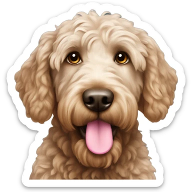 Labradoodle with pink nose sticker