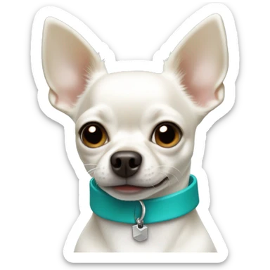White Chihuahua with underbite wearing teal collar  sticker