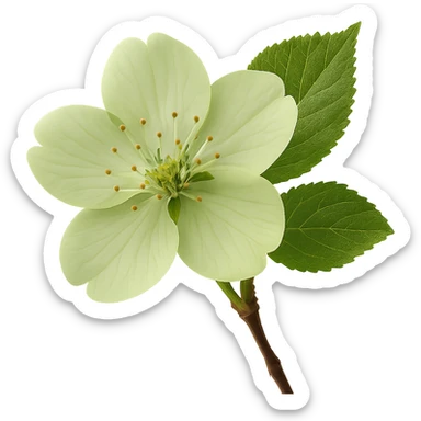 show  one green cherry blossom, remove background sticker