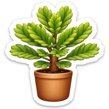 Crassula Ovata Golum with cilindric leaves sticker