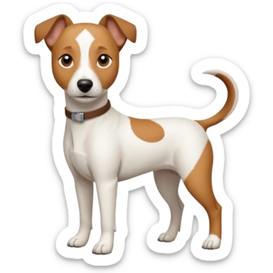 a full body white jack russel looking dog the size of a kelpie with light brown ears and a light brown patch on one eye and a large snout sticker