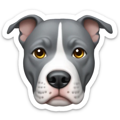 Gray pitbull with white face and gray ears with hazel eyes  sticker