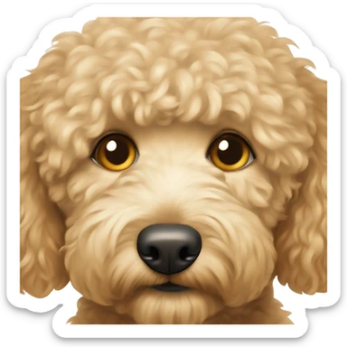golden doodle with hazel eyes and rly light hair sticker