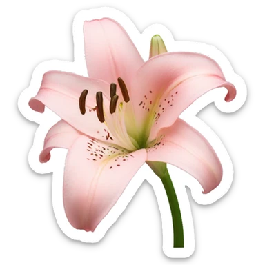 light pink lilium sticker