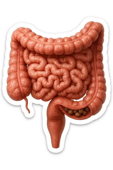 intestino umano anatomico, iperrealistico 4k, con feci a palline sticker