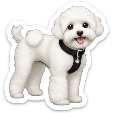 White maltipoo walking with black collar sticker