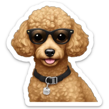 The muzzle of the little toy poodle is carmel-colored in black sunglasses , name Valli on the neck sticker