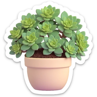 Sedum Pachyphyllum succulent with chubby blue-green leaves in a beige ceramic pot sticker