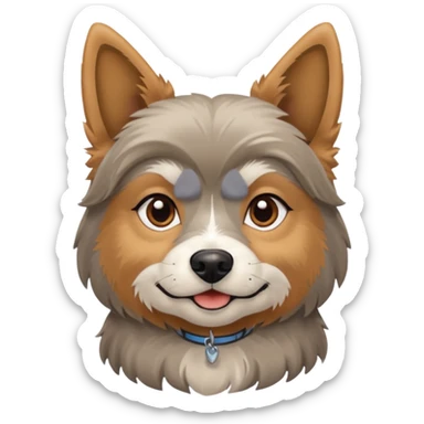 Old yorkie with a huskey sticker