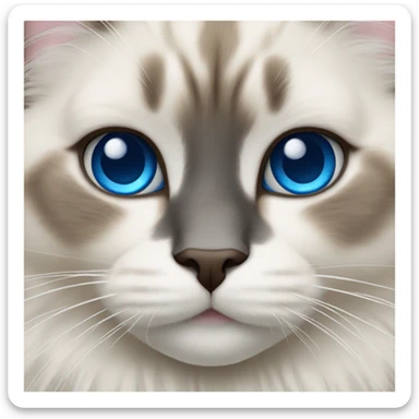 ragdoll cat with blue eyes sticker