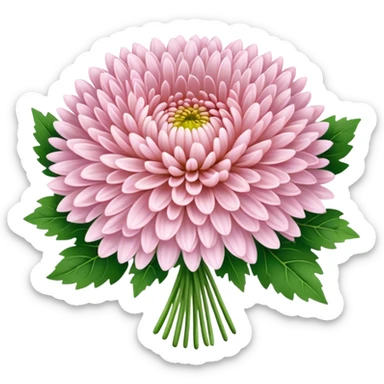 big bouquet Soft Pink Chrysanthemum, luxuriant, leaf, bud sticker