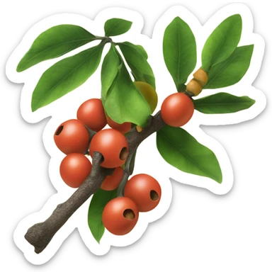 Ripe guarana on branch sticker