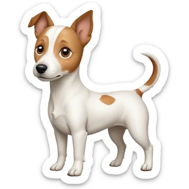 a full body white jack russel looking dog the size of a kelpie with light brown ears and a light brown patch on one eye, flopped down ears and a large snout sticker