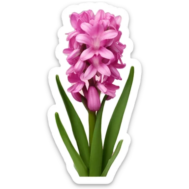 Pink hyacinth sticker