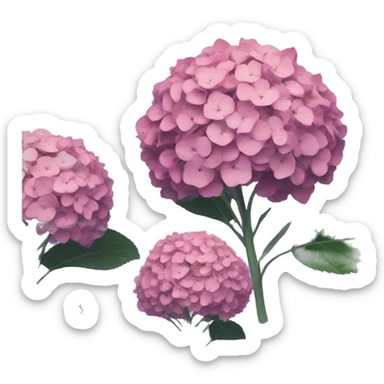 Hydrangea sticker