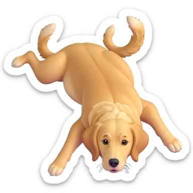 realistic golden retriever on its back, looking up, four legs up sticker