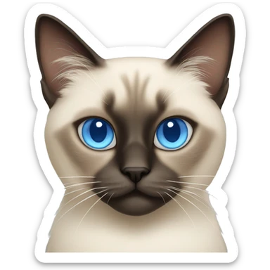 fluffy siamese cat with blue eyes  sticker