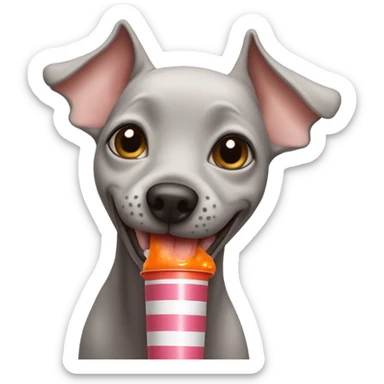 American Hairless Terrier drinking juice From a tube sticker