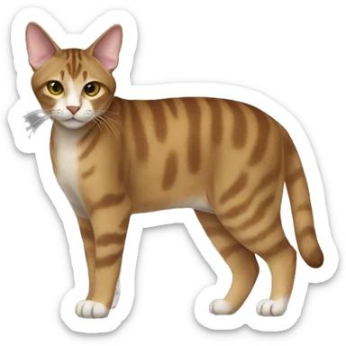 Sokoke Cat Breed Full Body sticker
